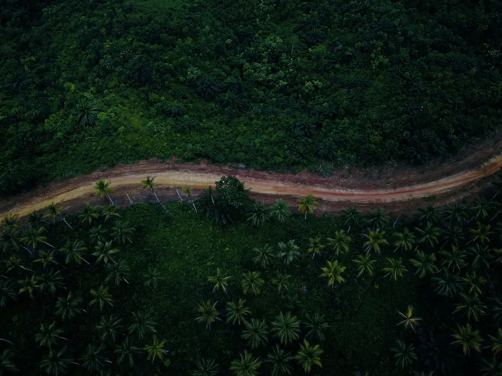 road in ghana surrounded by trees