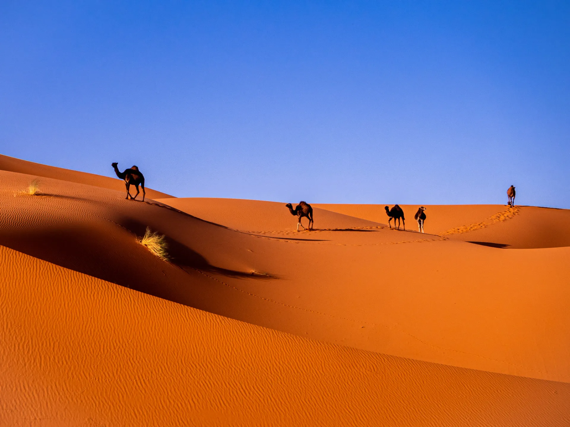 Merzouga in the early morning